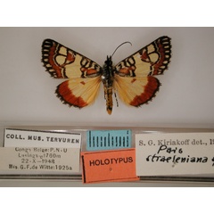 /filer/webapps/moths/media/images/S/straeleniana_Brephos_HT_RMCA_01.jpg