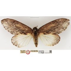 /filer/webapps/moths/media/images/S/subhyalina_Pachypasa_HT_NHMUK.jpg