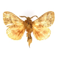 /filer/webapps/moths/media/images/C/conspersa_Bombycopsis_AM_MNHN.jpg