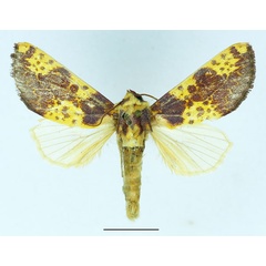 /filer/webapps/moths/media/images/X/xantherythra_Copifrontia_AF_Basquin.jpg