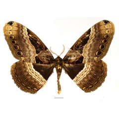 /filer/webapps/moths/media/images/B/barnsi_Dactyloceras_AM_Basquin_02.jpg