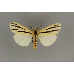 /filer/webapps/moths/media/images/I/internigralis_Estigmene_AM_BMNH.jpg