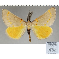 /filer/webapps/moths/media/images/P/pretoria_Nassinia_AM_ZSMa.jpg