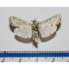 /filer/webapps/moths/media/images/S/striata_Grammiphlebia_A_Goffb_01.jpg