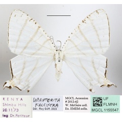 /filer/webapps/moths/media/images/F/falcifera_Urapteritra_A_MGCLa_01.JPG