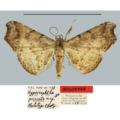 /filer/webapps/moths/media/images/P/priscata_Hypersophtha_HT_MNHN.jpg