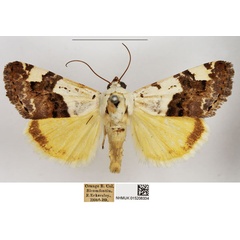 /filer/webapps/moths/media/images/T/trychaenoides_Acontia_AM_NHMUK_01.jpg