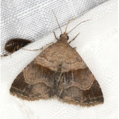 /filer/webapps/moths/media/images/ /isocampta_Ozarba_A_Heyns_01.jpg