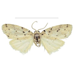 /filer/webapps/moths/media/images/O/occidentalis_Spatulosia_HT_MSNS.jpg