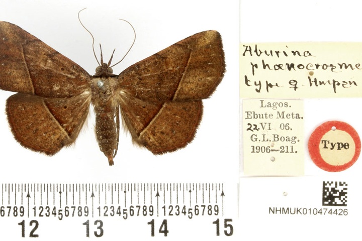 /filer/webapps/moths/media/images/P/phoenocrosmena_Aburina_HT_BMNH.jpg