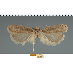 /filer/webapps/moths/media/images/A/anagramma_Nothris_AM_TMSA.jpg