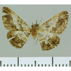 /filer/webapps/moths/media/images/J/jansei_Zamarada_HT_NMB.jpg