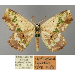 /filer/webapps/moths/media/images/S/superba_Leptocolpia_HT_ZSM_01.jpg