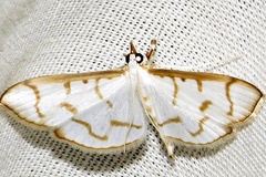 Antigastra morysalis