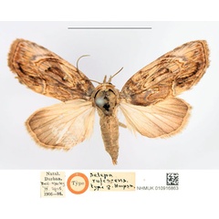 /filer/webapps/moths/media/images/R/rufescens_Selepa_HT_NHMUK.jpg