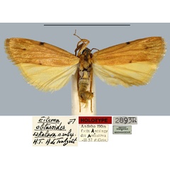 /filer/webapps/moths/media/images/S/sakalava_Eilema_HT_MNHN.jpg