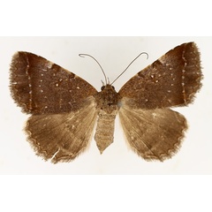 /filer/webapps/moths/media/images/M/melliflua_Plecopterodes_AF_TMSA_01.jpg