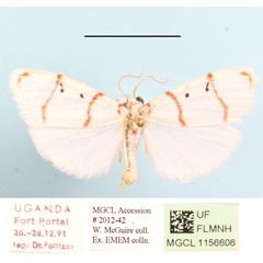 /filer/webapps/moths/media/images/P/pretoriae_Cyana_A_MGCLa_01.JPG