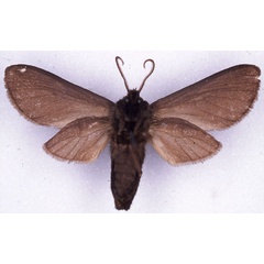 /filer/webapps/moths/media/images/B/benitensis_Metarctia_ST_CMP_04.jpg