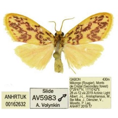 /filer/webapps/moths/media/images/C/camerunensis_Palaeugoa_AM_ANHRT_02.jpg