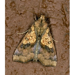 /filer/webapps/moths/media/images/F/flava_Anomis_A_Roland_01.jpg