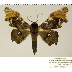 /filer/webapps/moths/media/images/A/aino_Dioptrochasma_AM_ZSMa.jpg