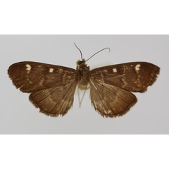 /filer/webapps/moths/media/images/P/purpurascens_Syllepte_HT_BMNH.jpg