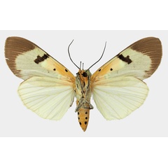 /filer/webapps/moths/media/images/S/speciosa_Asota_AF_Basquin_03b.jpg