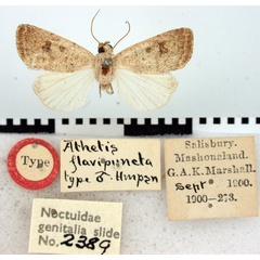 /filer/webapps/moths/media/images/F/flavipuncta_Athetis_HT_BMNH.jpg