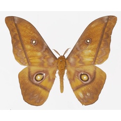 /filer/webapps/moths/media/images/P/petiveri_Gonimbrasia_AM_Basquin_03a.jpg