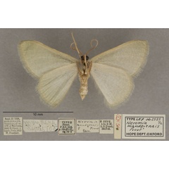 /filer/webapps/moths/media/images/M/manderensis_Neromia_PTF_OUMNHb_01.jpg