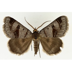 /filer/webapps/moths/media/images/C/contraria_Cerocala_AM_TMSA_02.jpg