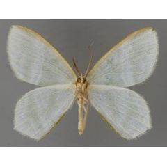 /filer/webapps/moths/media/images/F/fasciata_Gelsamodes_A_ZSM_02.jpg