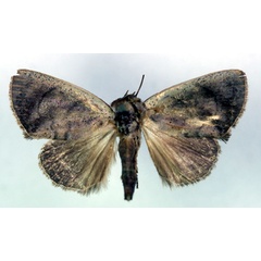 /filer/webapps/moths/media/images/P/pallida_Plusiocalpe_A_RMCA.jpg