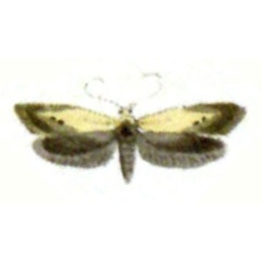 /filer/webapps/moths/media/images/P/pyropella_Tinea_HT_Hubner_95.jpg