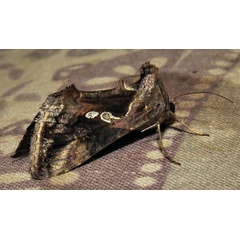 /filer/webapps/moths/media/images/A/acuta_Chrysodeixis_A_Braun_15.jpg