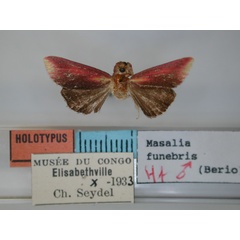 /filer/webapps/moths/media/images/F/funebris_Masalia_HT_RMCA.jpg