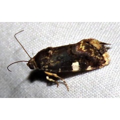 /filer/webapps/moths/media/images/I/imitatrix_Emmelia_F_Braun_11.jpg
