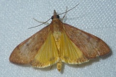 Uresiphita gilvata