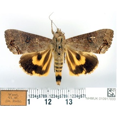 /filer/webapps/moths/media/images/D/deflorata_Hypocala_AF_BMNH.jpg
