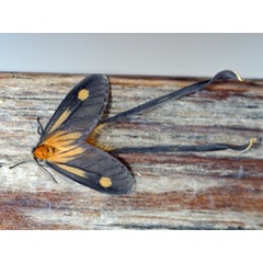 /filer/webapps/moths/media/images/S/spatulipennis_Semioptila_A_Voaden_01.JPG