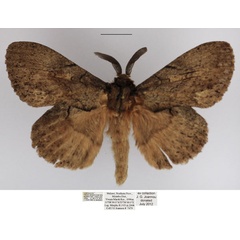 /filer/webapps/moths/media/images/C/chanleri_Metajana_AM_TMSA_02.jpg