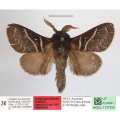 /filer/webapps/moths/media/images/M/murphyi_Bombycopsis_PTM_MGCLa_01.JPG
