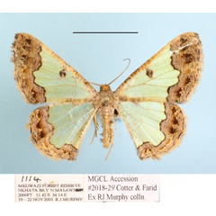 /filer/webapps/moths/media/images/C/crystallophana_Zamarada_A_MGCL_02.JPG
