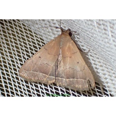 /filer/webapps/moths/media/images/P/pannalis_Simplicia_A_Bippus.jpg