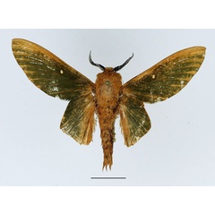 /filer/webapps/moths/media/images/O/olivia_Nepheria_AM_Basquin.jpg