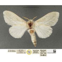 /filer/webapps/moths/media/images/J/jordani_Beralade_PTF_NHMUK_01.jpg