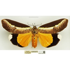 /filer/webapps/moths/media/images/H/hypsoides_Eligma_AF_NHMUK_02.jpg