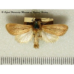 /filer/webapps/moths/media/images/E/epunctifera_Sesamia_A_OUMNH_02.jpg