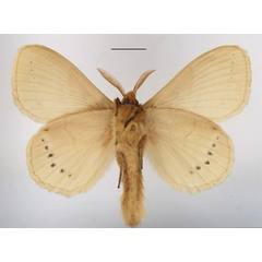 /filer/webapps/moths/media/images/J/jacchus_Philotherma_AM_MGCLb_01.jpg